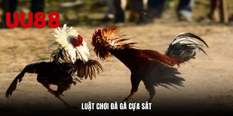 Luật chơi đá gà cựa sắt
