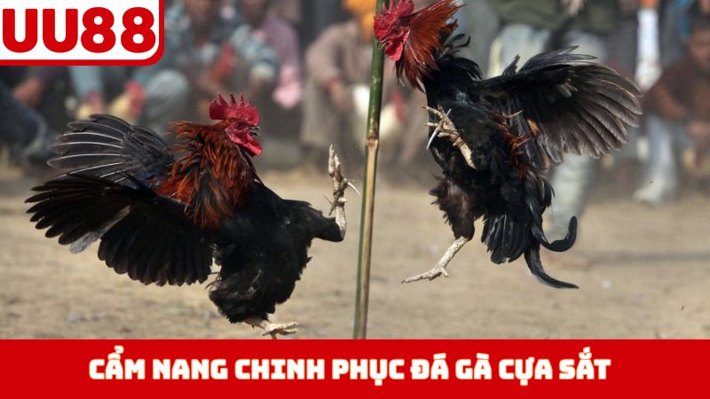 Cẩm nang chinh phục đá gà cựa sắt