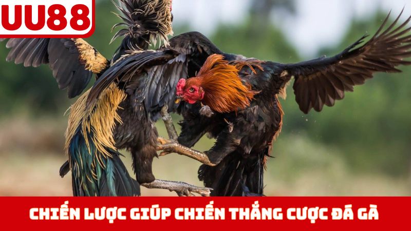 Chiến lược giúp thắng cược đá gà