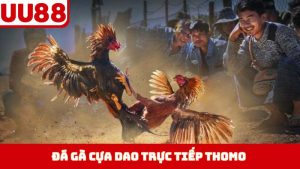 Đá Gà Cựa Dao Trực Tiếp Thomo