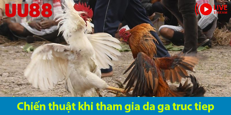 Khám phá thú vị và độc đáo của đá gà online bạn không nên bỏ lỡ