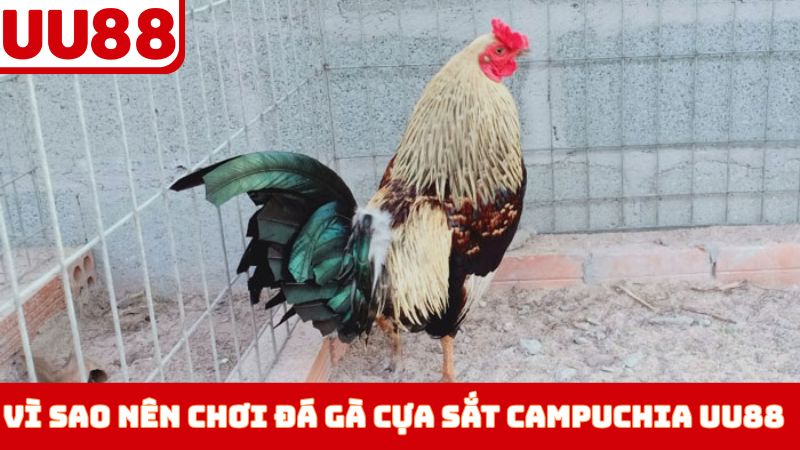 Vì sao nên chơi đá gà cựa sắt Campuchia UU88