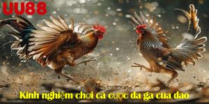 Đá gà cựa dao UU88 - Lựa chọn cá cược hấp dẫn nhất 2025
